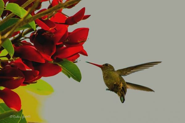 Colibrí